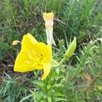 Kleinblütige Nachtkerze,(Oenothera parvifloraFlors