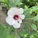 Hibiscus laevis Květ