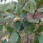 Styrax ferrugineus