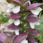 Acanthus spinosusFlors