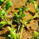 Elatine triandra Leaf