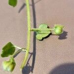 Veronica hederifolia Fruit