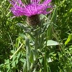 Centaurea uniflora Habitat