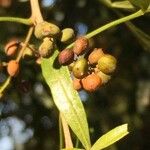 Searsia gueinzii Fruit