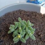 Delosperma echinatum Leaf