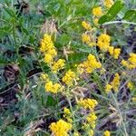 Galium verum Flower