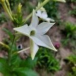 Nicotiana alata പുഷ്പം