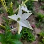 Nicotiana alata Kukka