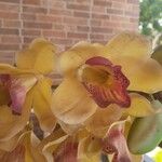 Cymbidium devonianum ফুল