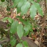 Myrciaria floribunda Leaf