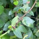 Lonicera japonica Leaf