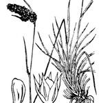 Luzula spicata Ostatní
