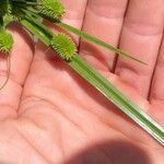 Cyperus hortensis Φύλλο