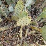 Opuntia littoralis List