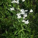 Ranunculus platanifolius Flower