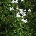 Ranunculus platanifolius Fula