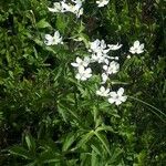 Ranunculus platanifolius 花