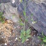 Arabidopsis thaliana Habitus