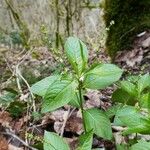 Mercurialis perennis Hoja