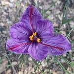 Crocus sativus Blüte