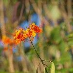 Caesalpinia pulcherrima Blomst