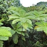 Cyathea arborea Hábito