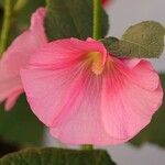 Alcea setosa പുഷ്പം