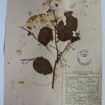 Terminalia anogeissiana Sonstige