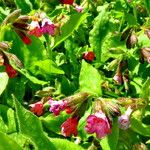 Pulmonaria officinalis অভ্যাস