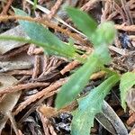 Crepis micrantha Fulla