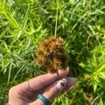 Juncus torreyi Fruit