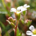 Saxifraga tridactylites 花