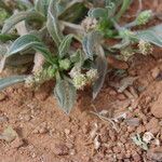 Plantago ciliata Sonstige