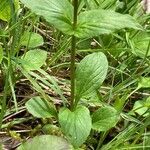 Valeriana montana Leaf