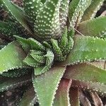 Haworthia attenuata পাতা