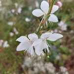 Oenothera gauraCvet