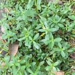 Alternanthera philoxeroides Leaf