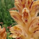 Orobanche rapum-genistae Цветок