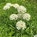 Allium subvillosum Fleur