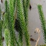 Lycopodium clavatumList