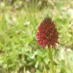 Gymnadenia nigra Flower