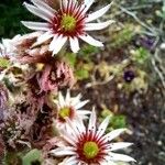 Sempervivum tectorum Flower