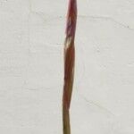 Tillandsia bulbosa 花