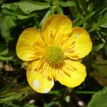 Ranunculus auricomus Flower