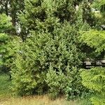 Juniperus drupacea অভ্যাস