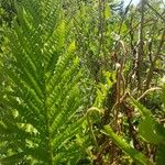 Osmundastrum cinnamomeum Leaf