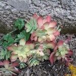 Sedum palmeri ഇല