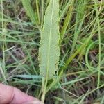 Rumex brownii পাতা