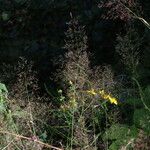 Agrostis capillaris Flower