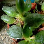 Adromischus cooperi Leaf